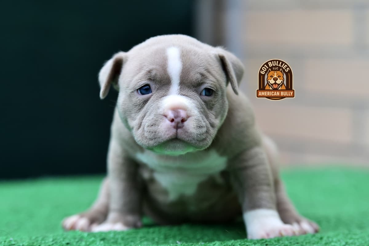 601 Bullies American Bully